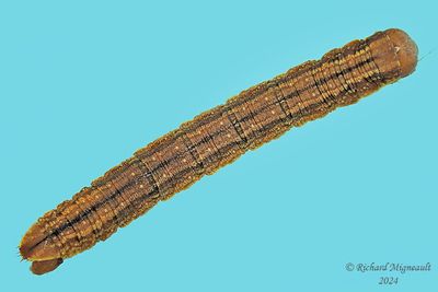 Geometridae larva m24 7.2