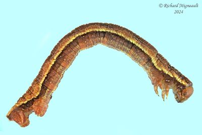Geometridae larva m24 8.1
