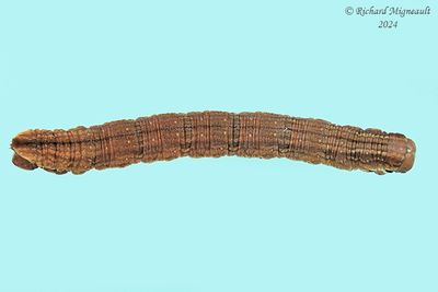 Geometridae larva m24 8.2