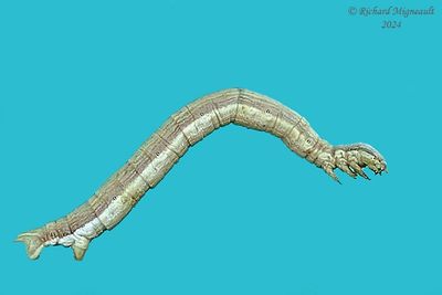 Geometridae larva m24 9