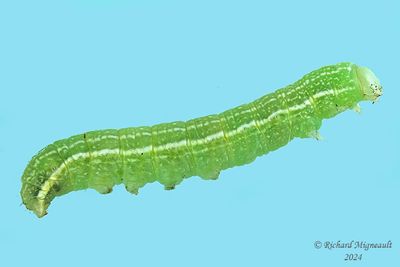 Chenille m24 1.1