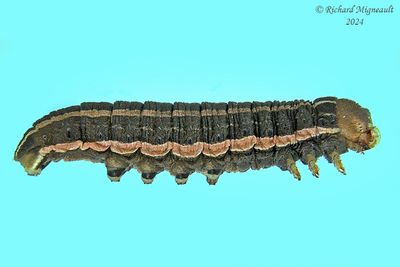 Chenille m24 2.1