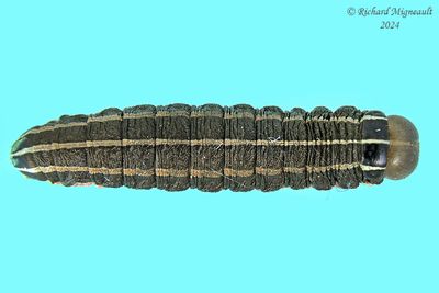 Chenille m24 2.2