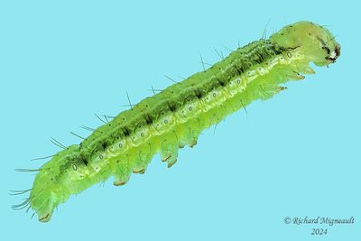 Chenille m24 7.1