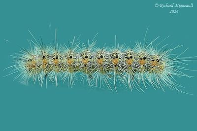 Chenille m24 12.1