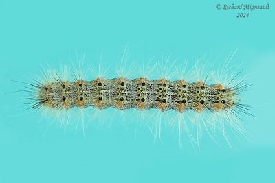 Chenille m24 12.2
