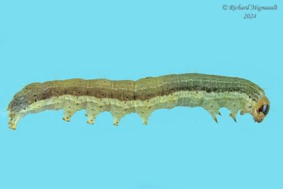 Chenille m24 14.1