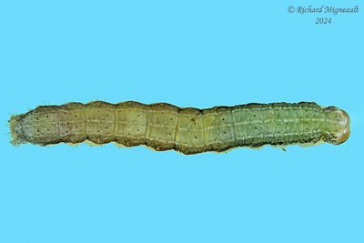 Chenille m24 14.2