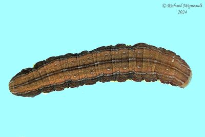 Chenille m24 16.2