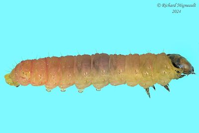 3351- Epinotia lindana - Diamondback Epinotia m24