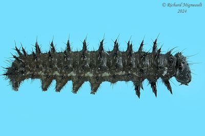 4437 - Red Admiral - Vulcain m24