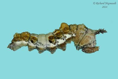 4522 - White Admiral - Amiral m24
