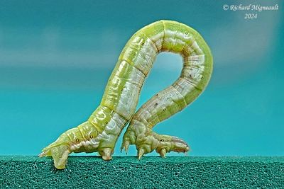 6740 - Crocus Geometer - Xanthotype urticaria m24 1