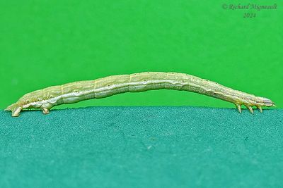 6740 - Crocus Geometer - Xanthotype urticaria m24 622 2