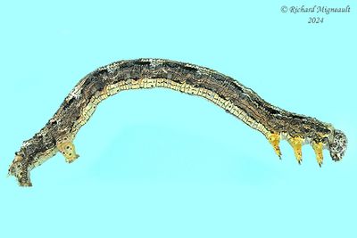 6892 - Yellow-headed Looper - Lambdina pellucidaria m24 1