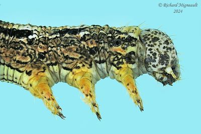 6892 - Yellow-headed Looper - Lambdina pellucidaria m24 3