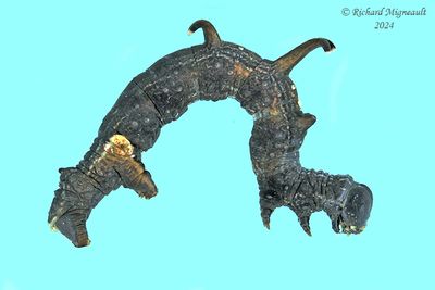 7010 - Horned Spanworm Moth - Nematocampa resistaria m24