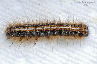 7701 - Malacosoma americana - Eastern Tent Caterpillar Moth m24