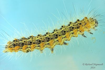 8131 - Salt Marsh Moth - Estigmene acrea m24 1