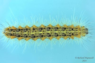 8131 - Salt Marsh Moth - Estigmene acrea m24 2