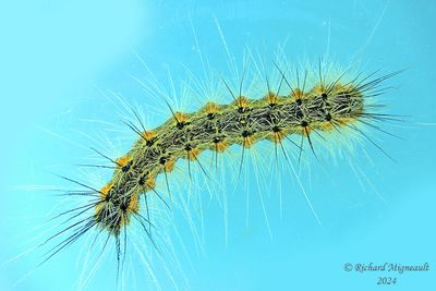8140 - Fall Webworm Moth - Chenille à tente estivale m24 2