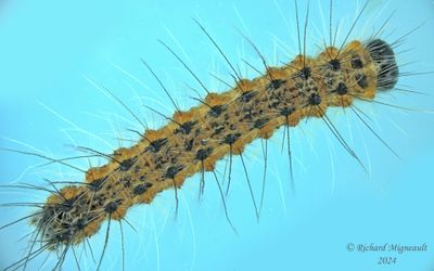 8140 - Hyphantria cunea - Fall Webworm Moth m24 1
