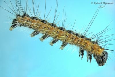 8140 - Hyphantria cunea - Fall Webworm Moth m24 2