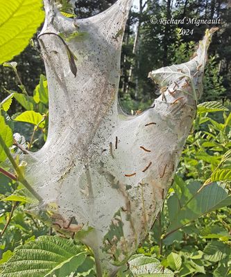8140 - Hyphantria cunea - Fall Webworm Moth m24