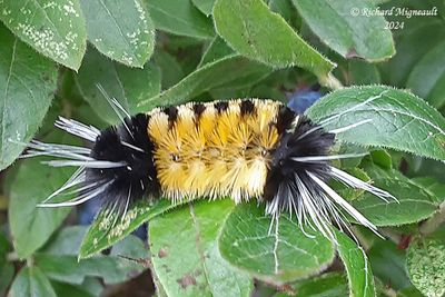 8214 - Spotted Tussock Moth - Lophocampa maculata m24