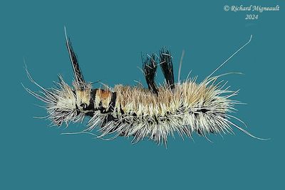 9203 - Fingered Dagger - Acronicta dactylina m24