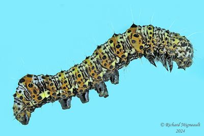 9318 - Six-spotted Forester Moth - Alypia langton m24 1