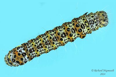 9318 - Six-spotted Forester Moth - Alypia langton m24 2