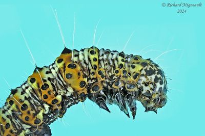 9318 - Six-spotted Forester Moth - Alypia langton m24 3