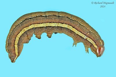 9582 - Gray Half-spot Moth - Nedra ramosula m24 1