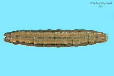 9582 - Gray Half-spot Moth - Nedra ramosula m24 2