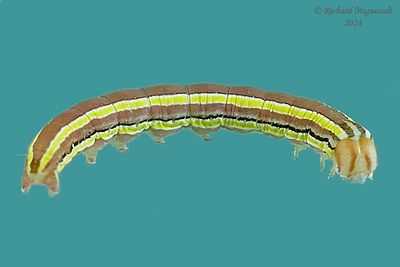10294 - Melanchra pulverulenta m24