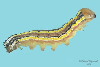 10304 - Striped Garden Caterpillar Moth - Trichordestra legitima m24 1