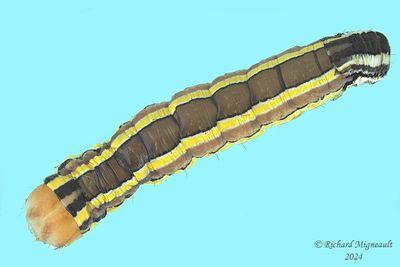 10304 - Striped Garden Caterpillar Moth - Trichordestra legitima m24 2