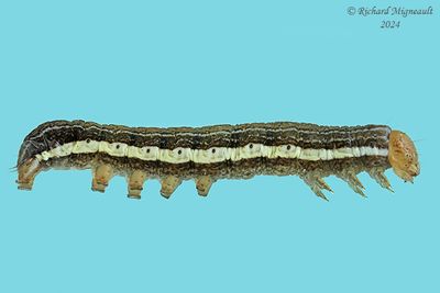 10517 – Alternate Woodling Moth – Egira alternans m24 1