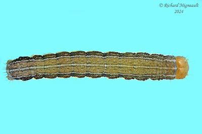 10517 – Alternate Woodling Moth – Egira alternans m24 2