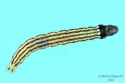 Caterpillar - Chenille
