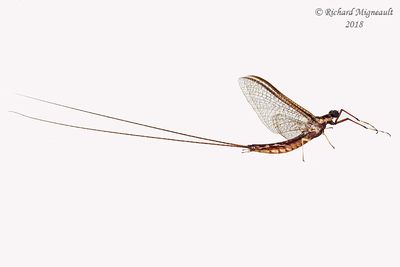Common Burrower Mayfly - Hexagenia limbata 1 m18 1