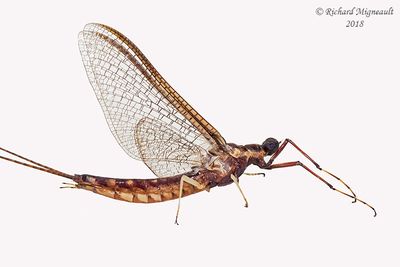 Mayflies