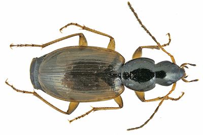 Ground beetle - Agonum palustre m24 6,3mm