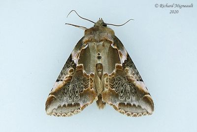 6236 - Glorious Habrosyne - Habrosyne gloriosa m20