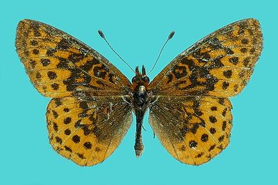 Papillons de jour - - 3864-4617