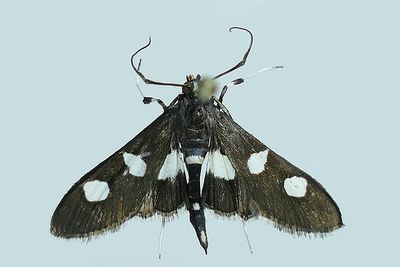 5160 - Desmia maculalis m23