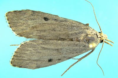 Pre-Pyraloid and Pyralidea - 4618-6075