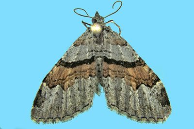 Geometridea - - 6256-7648