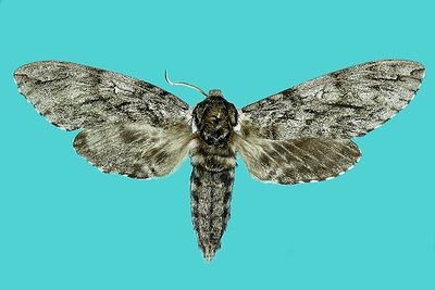 7787 - Waved Sphinx - Ceratomia undulosa m23